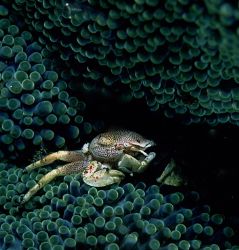 hide and seek ,kbr , indonesia.f100 ,105 and twin strobes by Gregory Grant 